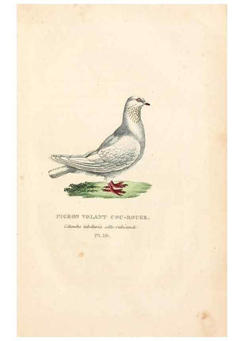 Reproducción/Reproduction 7042543221: Les pigeons. Paris,Audot,1824.