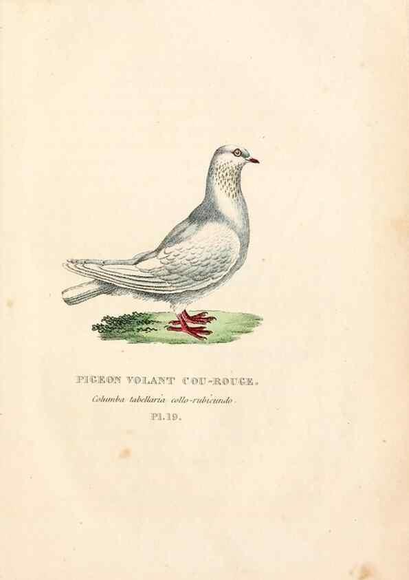 Reproducción/Reproduction 7042543221: Les pigeons. Paris,Audot,1824.