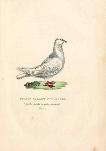 Reproducción/Reproduction 7042543221: Les pigeons. Paris,Audot,1824.