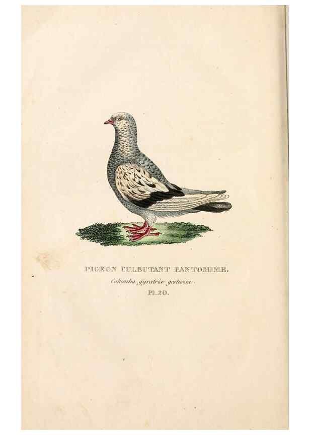 Reproducción/Reproduction 6896447516: Les pigeons. Paris,Audot,1824.