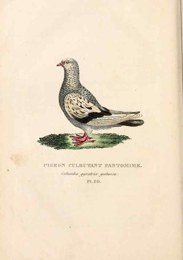 Reproducción/Reproduction 6896447516: Les pigeons. Paris,Audot,1824.