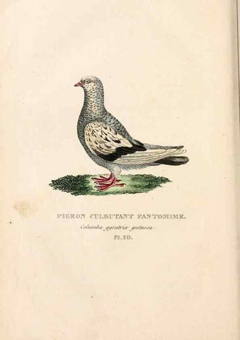 Reproducción/Reproduction 6896447516: Les pigeons. Paris,Audot,1824.