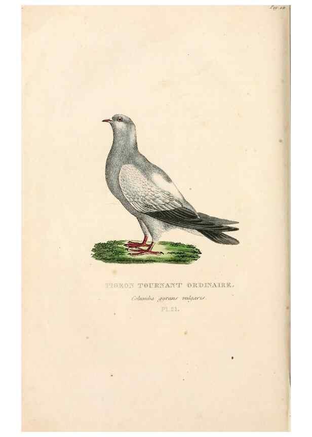 Reproducción/Reproduction 7042544887: Les pigeons. Paris,Audot,1824.