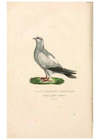 Reproducción/Reproduction 7042544887: Les pigeons. Paris,Audot,1824.