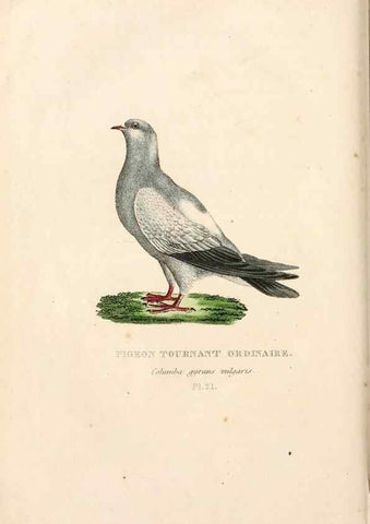 Reproducción/Reproduction 7042544887: Les pigeons. Paris,Audot,1824.
