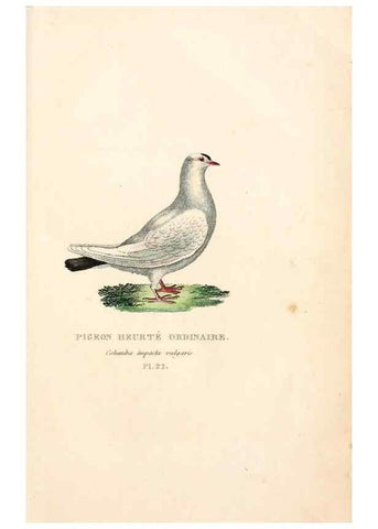 Reproducción/Reproduction 6896448802: Les pigeons. Paris,Audot,1824.