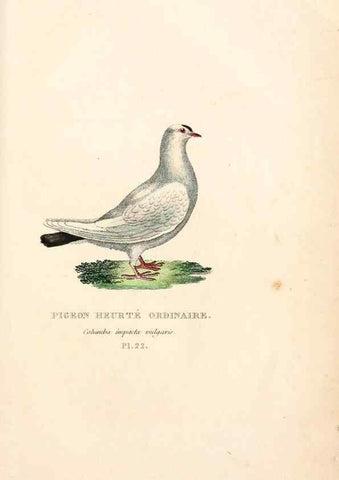 Reproducción/Reproduction 6896448802: Les pigeons. Paris,Audot,1824.