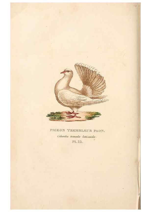Reproducción/Reproduction 7042546015: Les pigeons. Paris,Audot,1824.