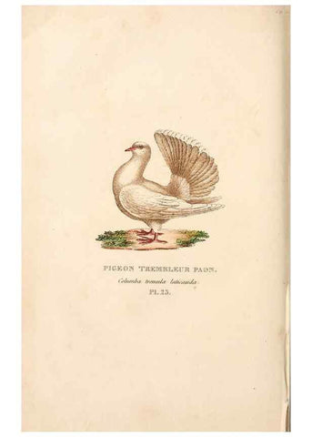 Reproducción/Reproduction 7042546015: Les pigeons. Paris,Audot,1824.