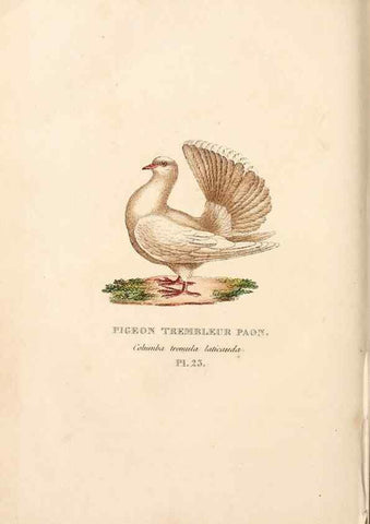Reproducción/Reproduction 7042546015: Les pigeons. Paris,Audot,1824.