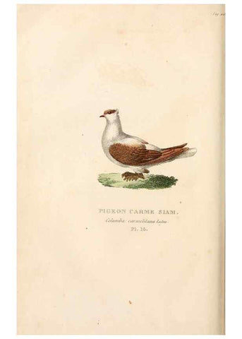 Reproducción/Reproduction 7042541647: Les pigeons. Paris,Audot,1824.