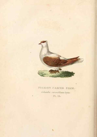 Reproducción/Reproduction 7042541647: Les pigeons. Paris,Audot,1824.