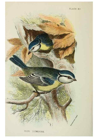 Reproducción/Reproduction 6898660958: A hand-book to the birds of Great Britain.. London,E. Lloyd, Limited,1896-1897.