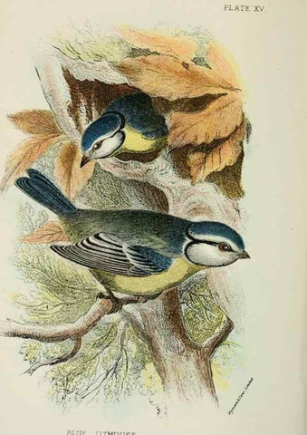 Reproducción/Reproduction 6898660958: A hand-book to the birds of Great Britain.. London,E. Lloyd, Limited,1896-1897.