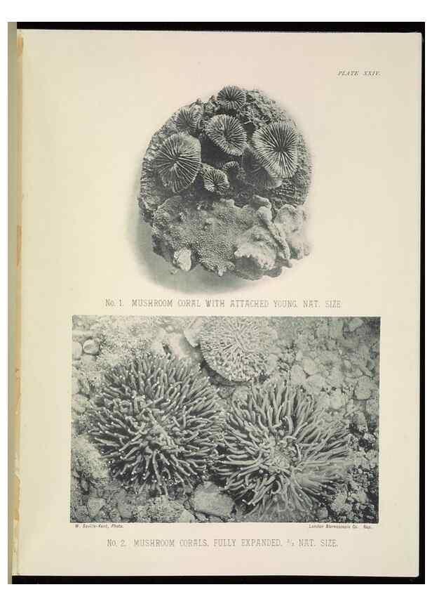 Reproducción/Reproduction 6898566146: The Great Barrier Reef of Australia;. London :W.H. Allen,[1893]