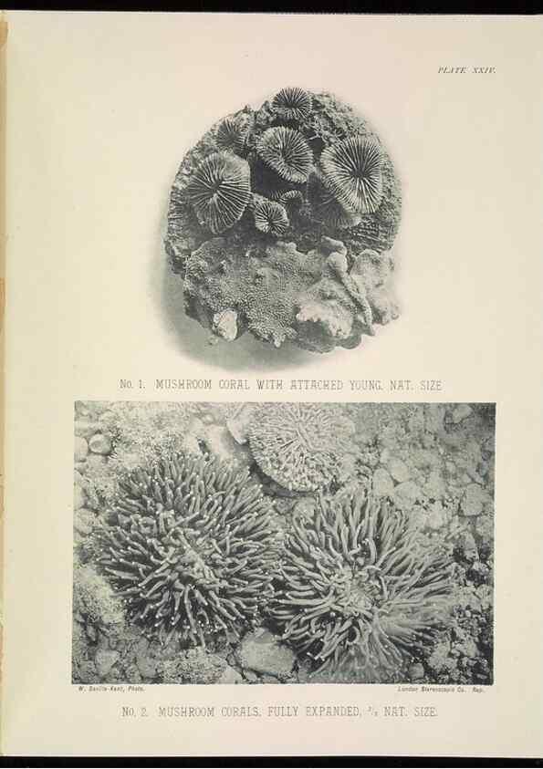 Reproducción/Reproduction 6898566146: The Great Barrier Reef of Australia;. London :W.H. Allen,[1893]