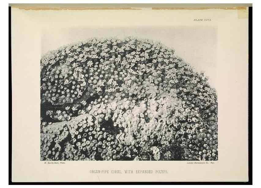 Reproducción/Reproduction 7044662379: The Great Barrier Reef of Australia;. London :W.H. Allen,[1893]