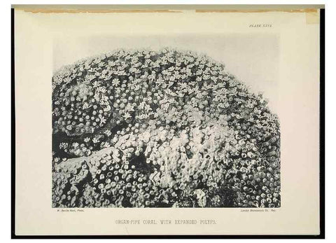 Reproducción/Reproduction 7044662379: The Great Barrier Reef of Australia;. London :W.H. Allen,[1893]