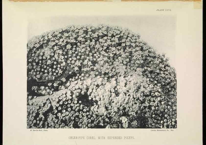 Reproducción/Reproduction 7044662379: The Great Barrier Reef of Australia;. London :W.H. Allen,[1893]