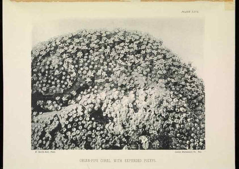 Reproducción/Reproduction 7044662379: The Great Barrier Reef of Australia;. London :W.H. Allen,[1893]