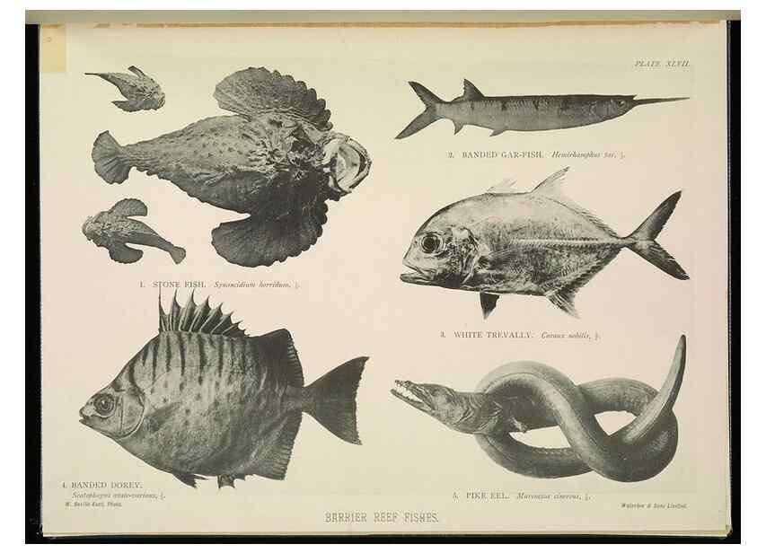 Reproducción/Reproduction 7044669807: The Great Barrier Reef of Australia;. London :W.H. Allen,[1893]
