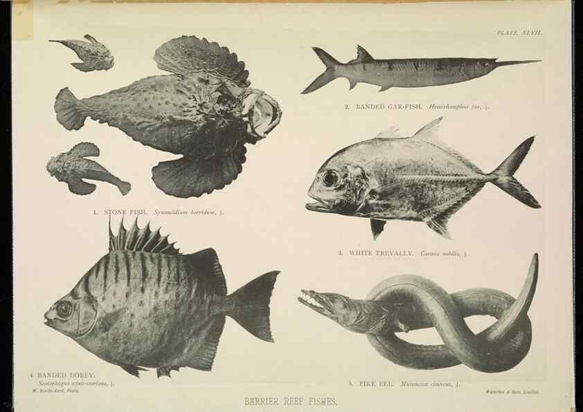 Reproducción/Reproduction 7044669807: The Great Barrier Reef of Australia;. London :W.H. Allen,[1893]