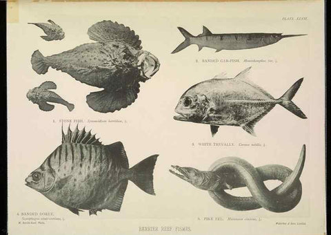 Reproducción/Reproduction 7044669807: The Great Barrier Reef of Australia;. London :W.H. Allen,[1893]
