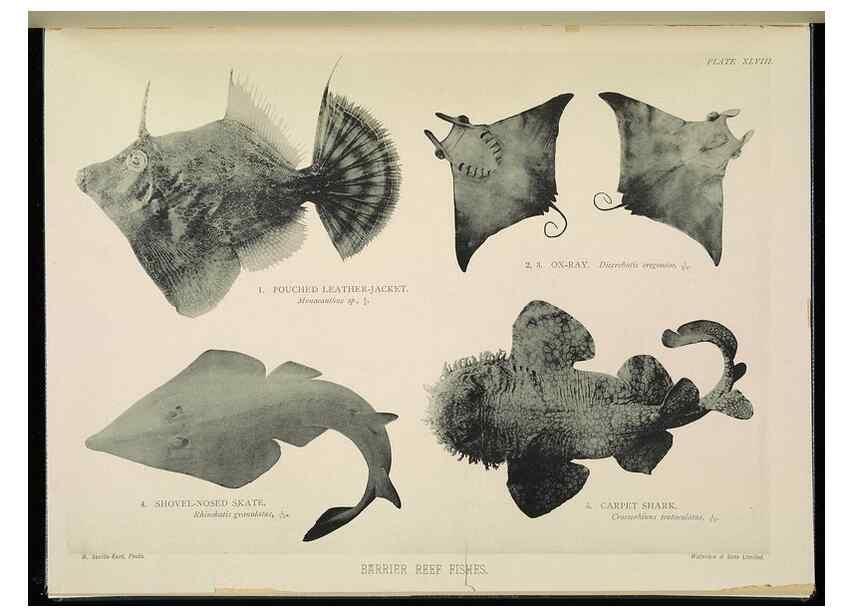 Reproducción/Reproduction 7044670099: The Great Barrier Reef of Australia;. London :W.H. Allen,[1893]