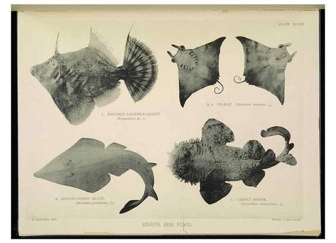 Reproducción/Reproduction 7044670099: The Great Barrier Reef of Australia;. London :W.H. Allen,[1893]