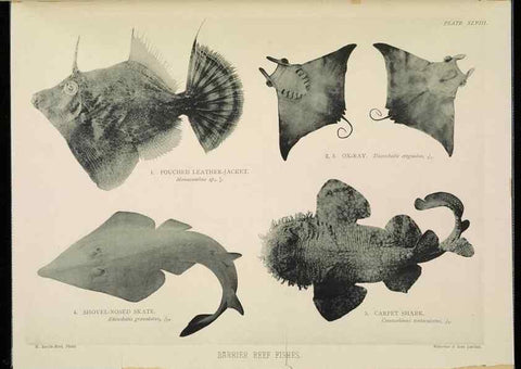 Reproducción/Reproduction 7044670099: The Great Barrier Reef of Australia;. London :W.H. Allen,[1893]