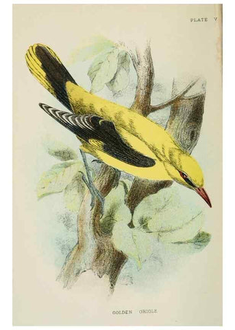 Reproducción/Reproduction 6898651530: A hand-book to the birds of Great Britain.. London,E. Lloyd, Limited,1896-1897.