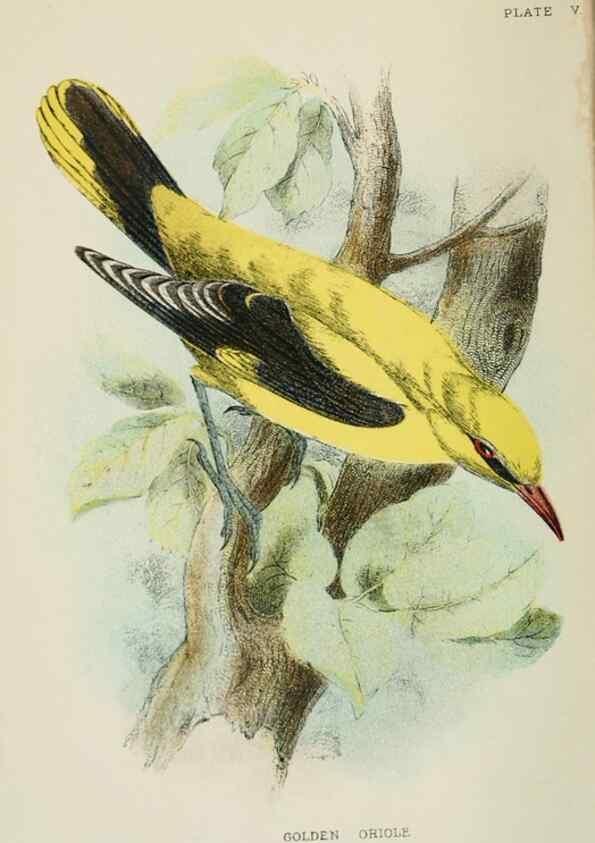 Reproducción/Reproduction 6898651530: A hand-book to the birds of Great Britain.. London,E. Lloyd, Limited,1896-1897.