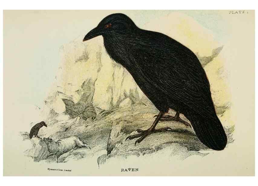 Reproducción/Reproduction 6898652204: A hand-book to the birds of Great Britain.. London,E. Lloyd, Limited,1896-1897.