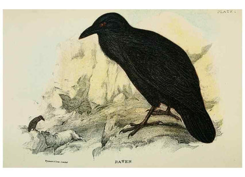 Reproducción/Reproduction 6898652204: A hand-book to the birds of Great Britain.. London,E. Lloyd, Limited,1896-1897.