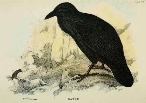 Reproducción/Reproduction 6898652204: A hand-book to the birds of Great Britain.. London,E. Lloyd, Limited,1896-1897.