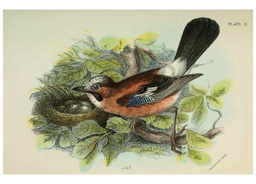 Reproducción/Reproduction 6898653108: A hand-book to the birds of Great Britain.. London,E. Lloyd, Limited,1896-1897.