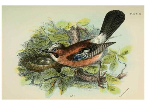 Reproducción/Reproduction 6898653108: A hand-book to the birds of Great Britain.. London,E. Lloyd, Limited,1896-1897.