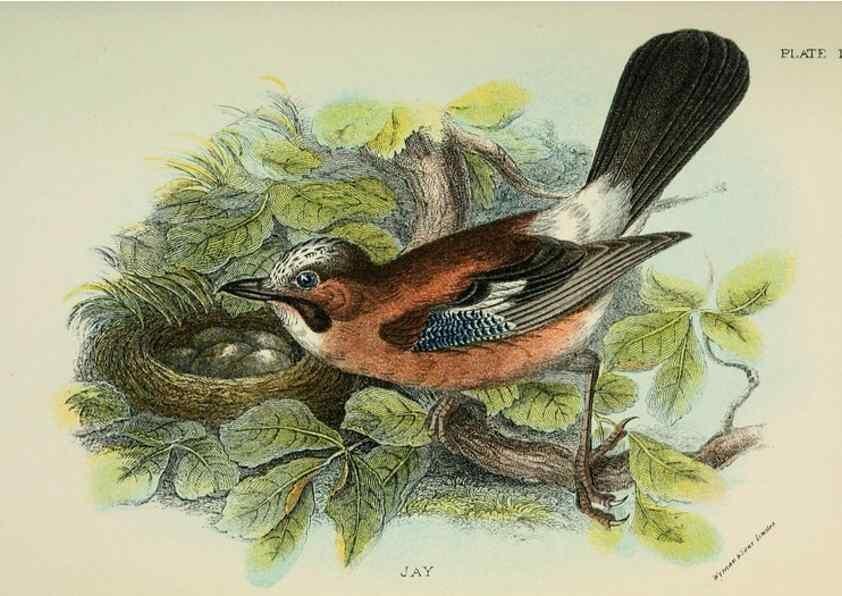 Reproducción/Reproduction 6898653108: A hand-book to the birds of Great Britain.. London,E. Lloyd, Limited,1896-1897.