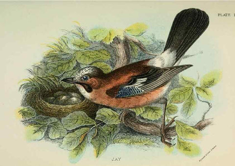 Reproducción/Reproduction 6898653108: A hand-book to the birds of Great Britain.. London,E. Lloyd, Limited,1896-1897.