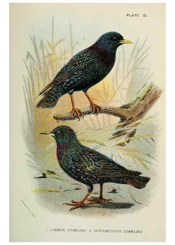 Reproducción/Reproduction 7044748275: A hand-book to the birds of Great Britain.. London,E. Lloyd, Limited,1896-1897.