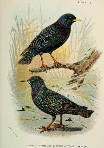 Reproducción/Reproduction 7044748275: A hand-book to the birds of Great Britain.. London,E. Lloyd, Limited,1896-1897.