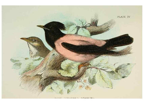 Reproducción/Reproduction 6898654568: A hand-book to the birds of Great Britain.. London,E. Lloyd, Limited,1896-1897.