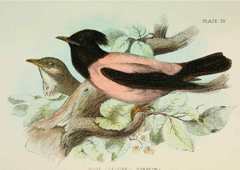 Reproducción/Reproduction 6898654568: A hand-book to the birds of Great Britain.. London,E. Lloyd, Limited,1896-1897.