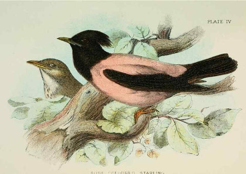 Reproducción/Reproduction 6898654568: A hand-book to the birds of Great Britain.. London,E. Lloyd, Limited,1896-1897.
