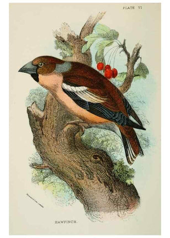Reproducción/Reproduction 6898655192: A hand-book to the birds of Great Britain.. London,E. Lloyd, Limited,1896-1897.