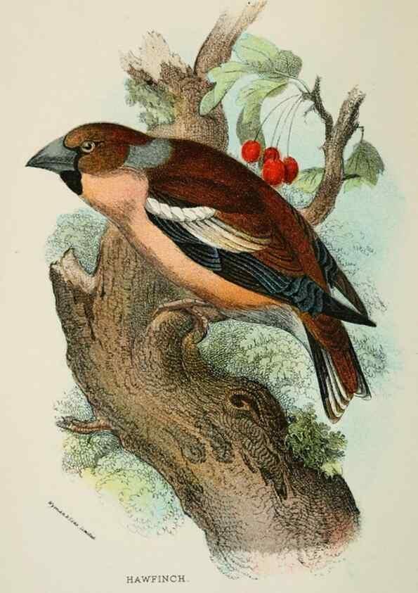 Reproducción/Reproduction 6898655192: A hand-book to the birds of Great Britain.. London,E. Lloyd, Limited,1896-1897.