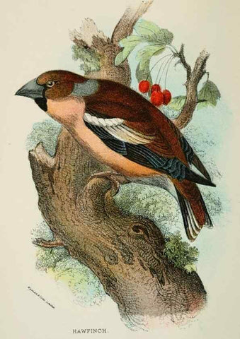 Reproducción/Reproduction 6898655192: A hand-book to the birds of Great Britain.. London,E. Lloyd, Limited,1896-1897.