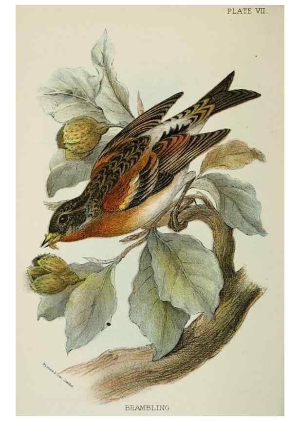 Reproducción/Reproduction 6898655832: A hand-book to the birds of Great Britain.. London,E. Lloyd, Limited,1896-1897.