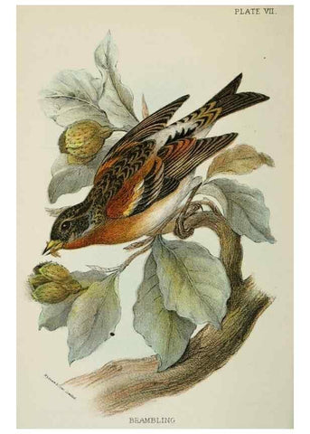 Reproducción/Reproduction 6898655832: A hand-book to the birds of Great Britain.. London,E. Lloyd, Limited,1896-1897.