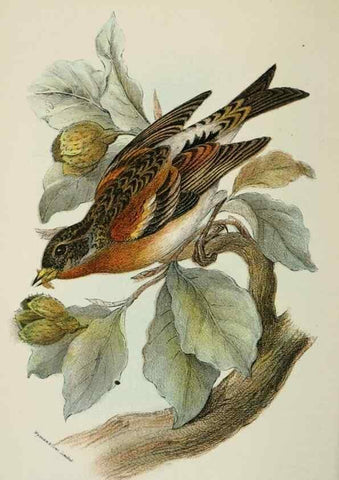 Reproducción/Reproduction 6898655832: A hand-book to the birds of Great Britain.. London,E. Lloyd, Limited,1896-1897.